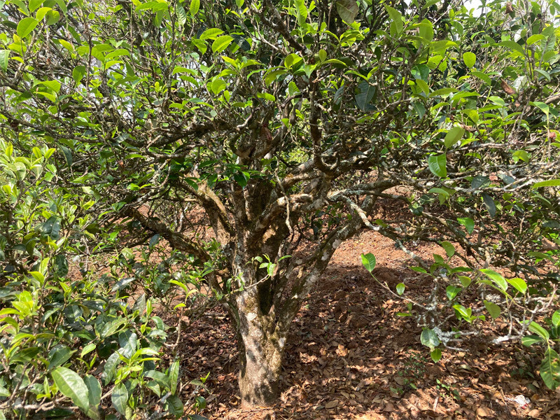 MingfengShan old tree Bailu white 2026