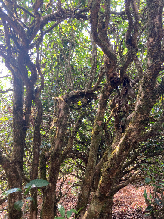 MingfengShan old tree Bailu white 2026