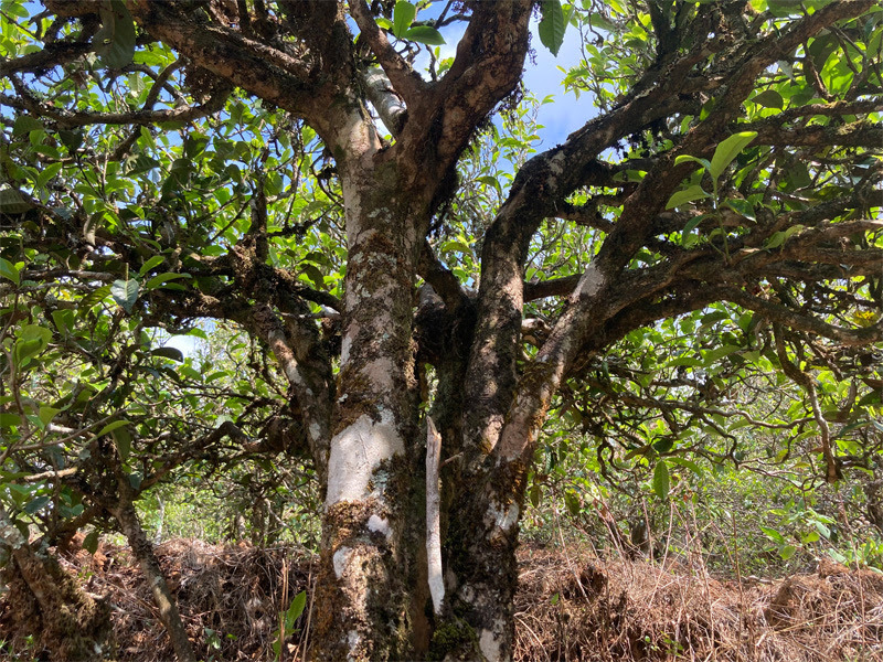 MingfengShan old tree Bailu white 2026