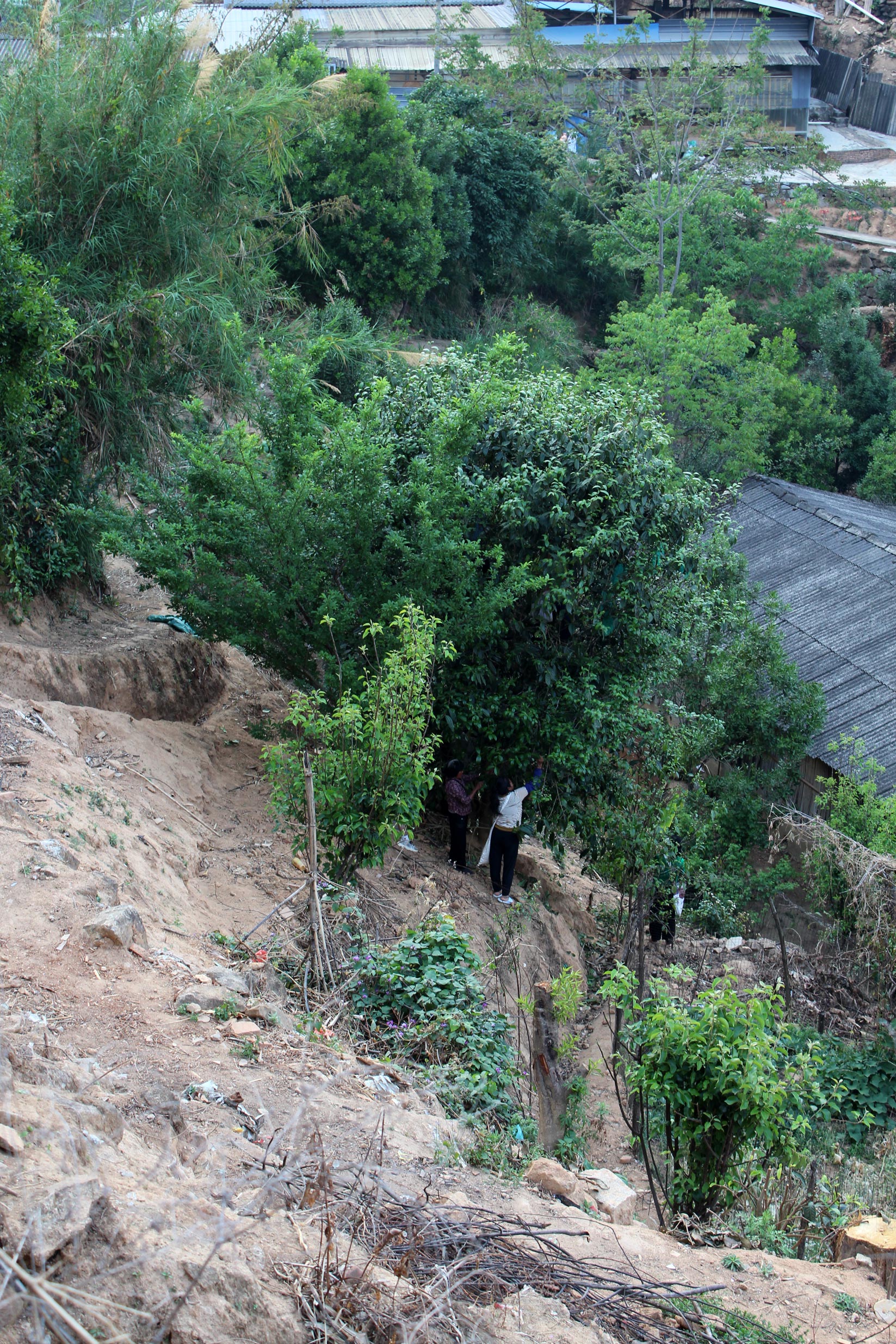 2026 Matai 'single tree' gushu Sheng maocha