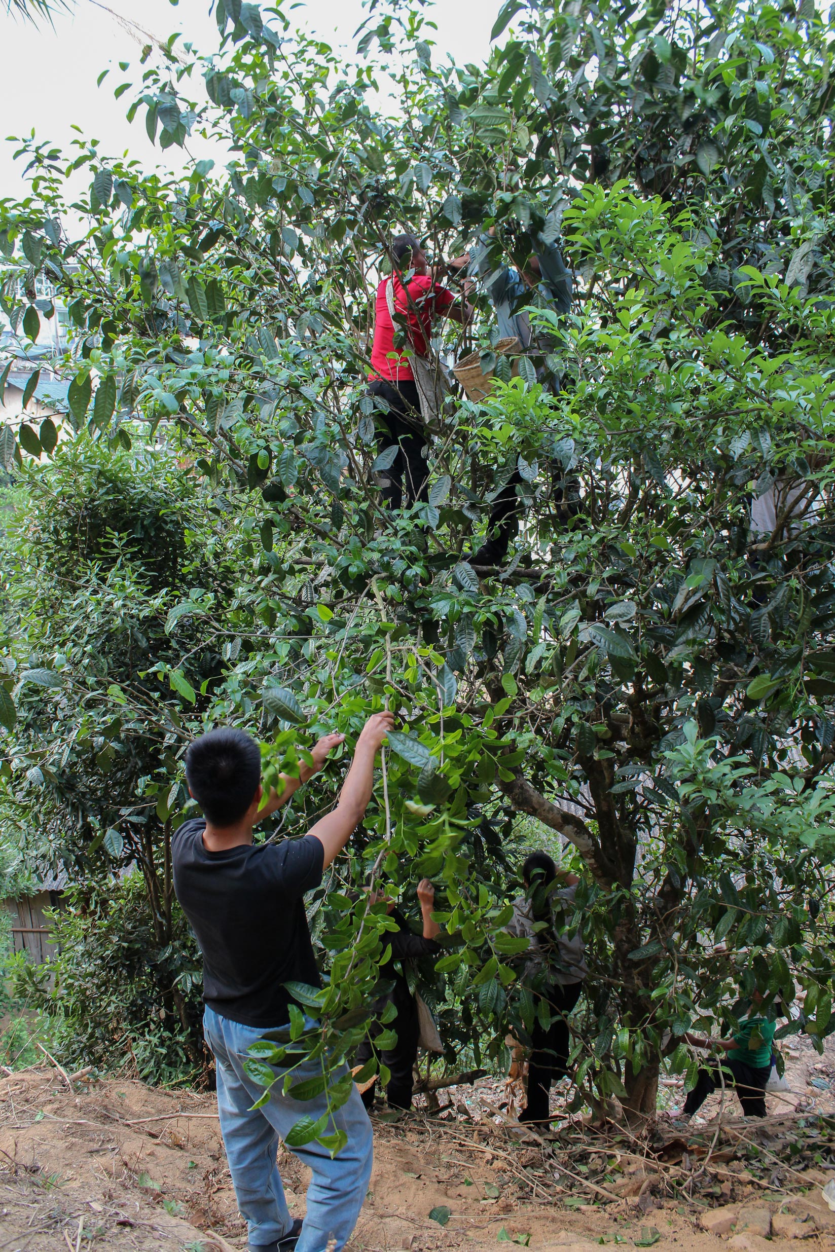 2026 Matai 'single tree' gushu Sheng maocha