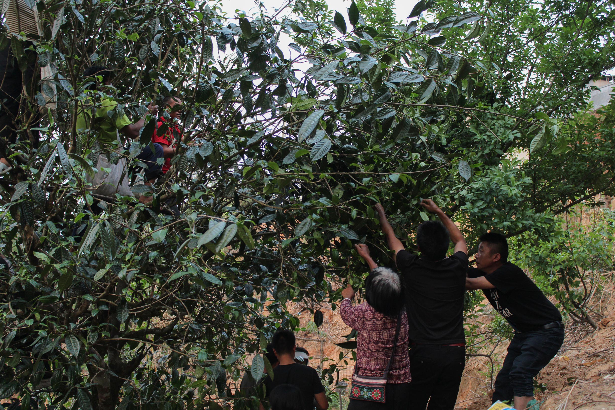 2026 Matai 'single tree' gushu Sheng maocha