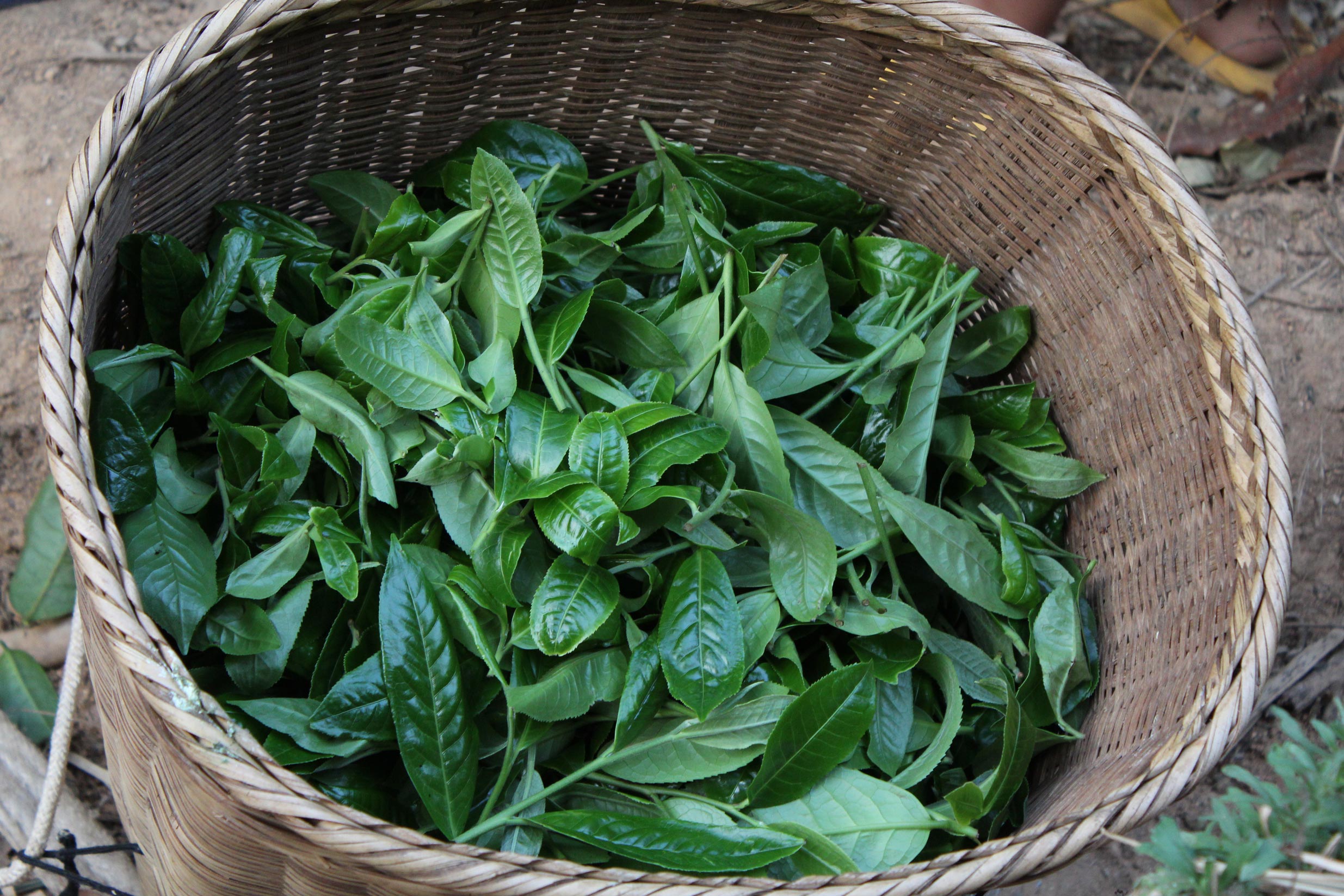2026 Matai 'single tree' gushu Sheng maocha