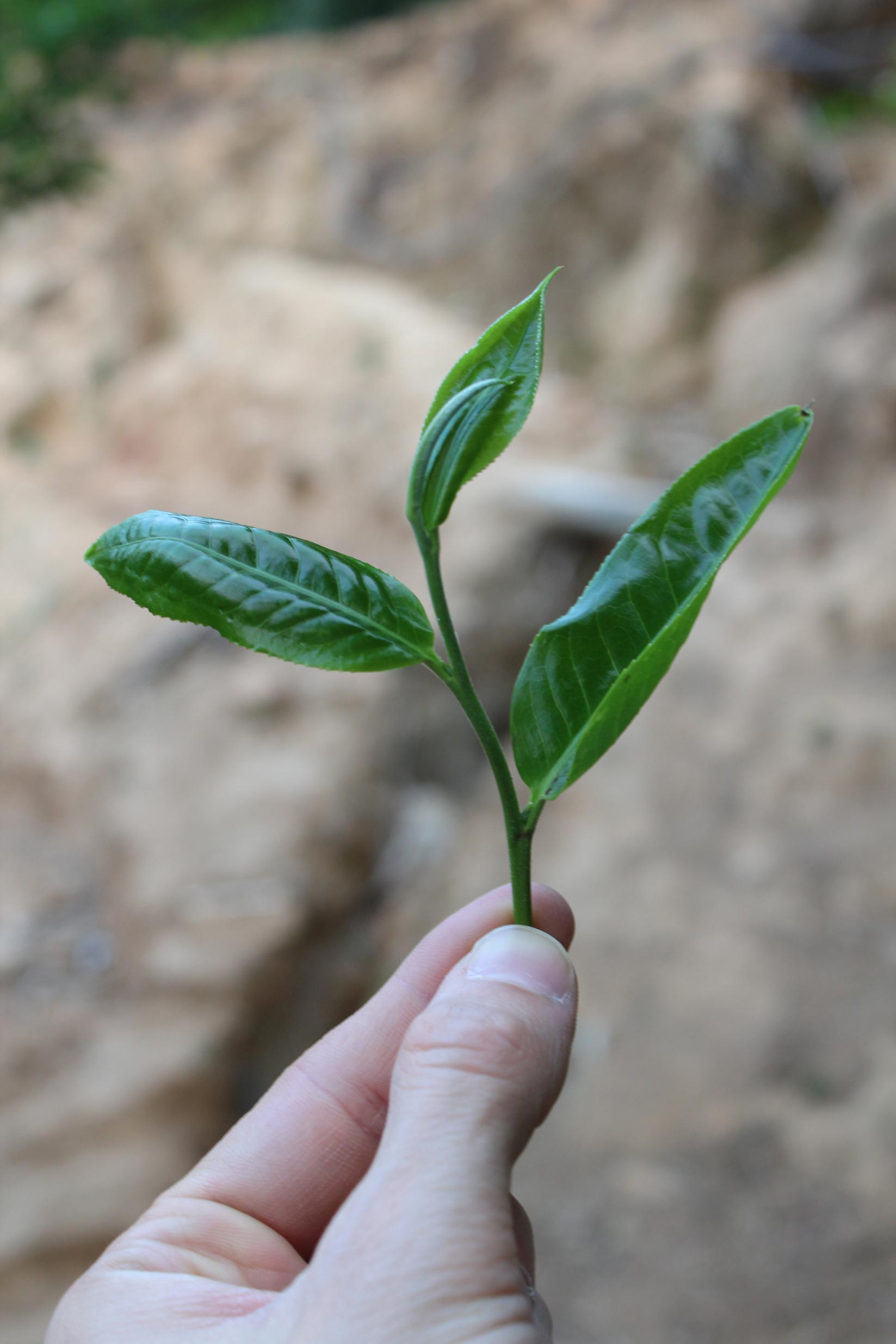 2026 Matai 'single tree' gushu Sheng maocha