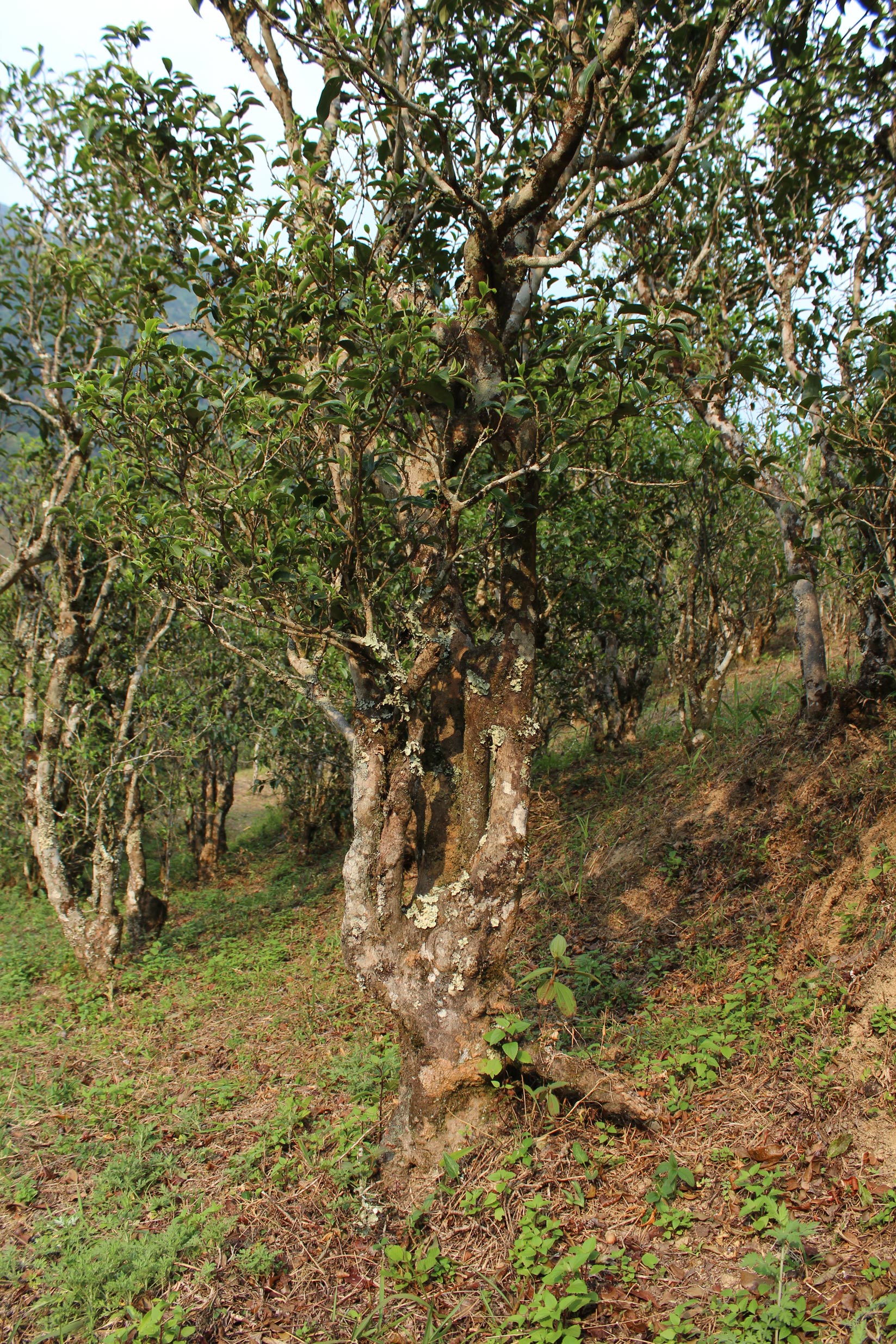 2026 Huangcaoba 'small leaf owl ears' gushu Sheng maocha