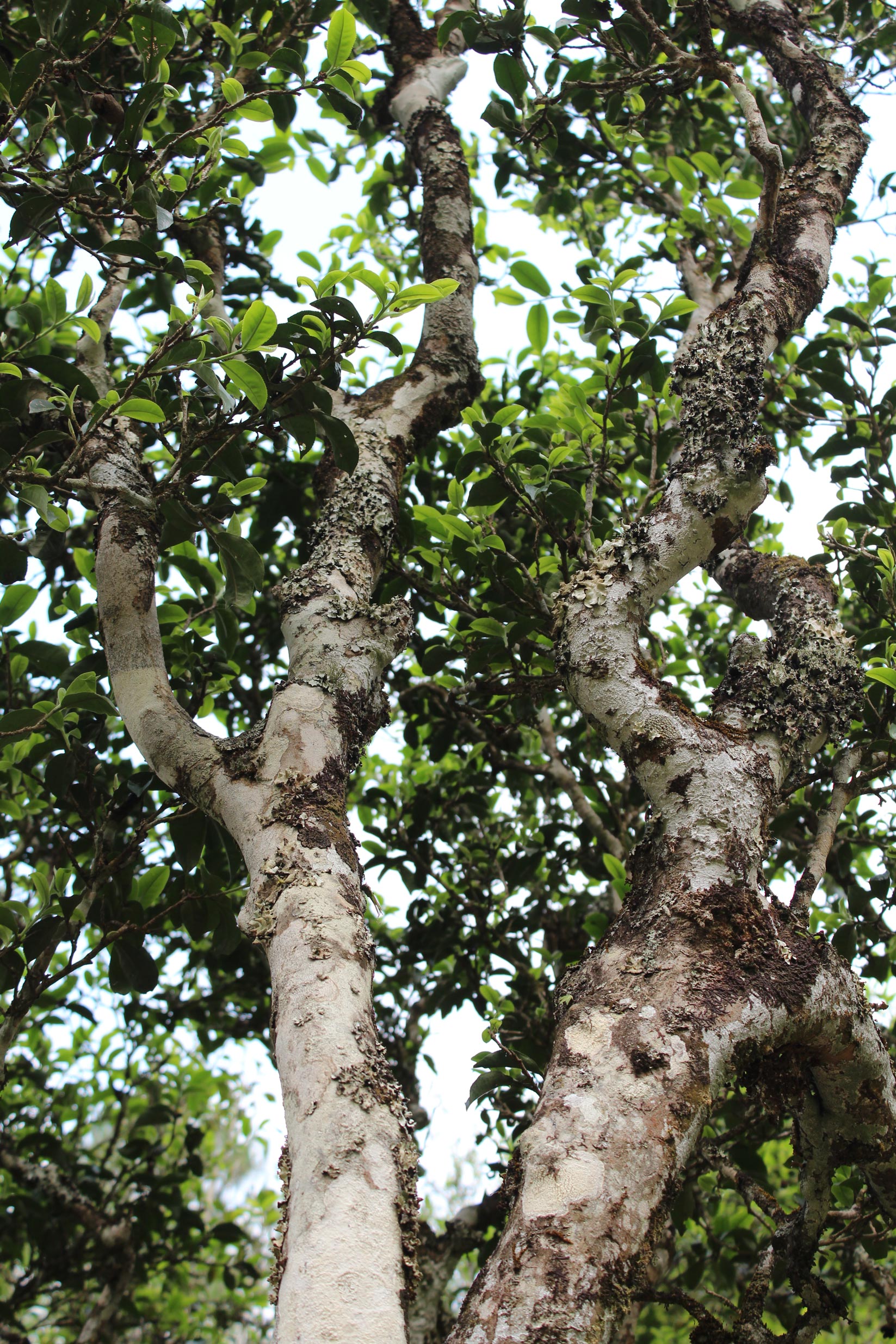2026 Huangcaoba 'small leaf owl ears' gushu Sheng maocha