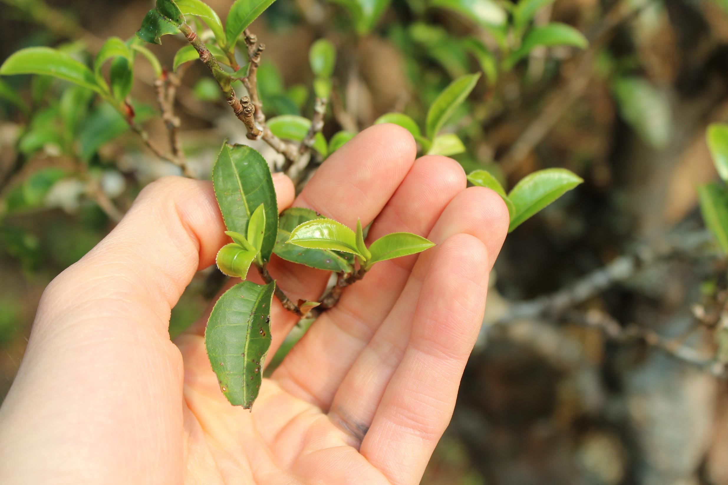 2026 Huangcaoba 'small leaf owl ears' gushu Sheng maocha