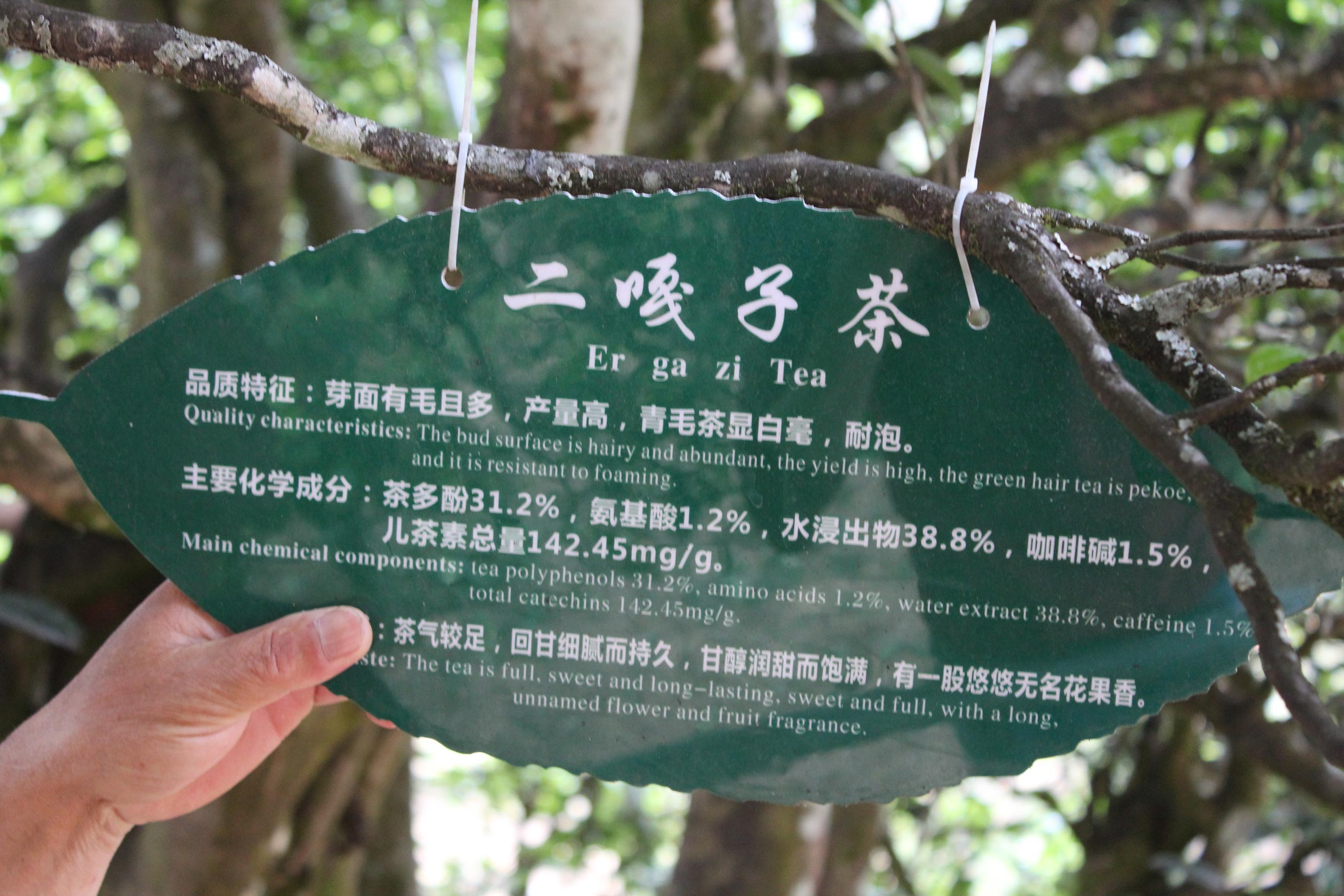 2024 BaiyingShan '1000 years old single tree' gushu Sheng 