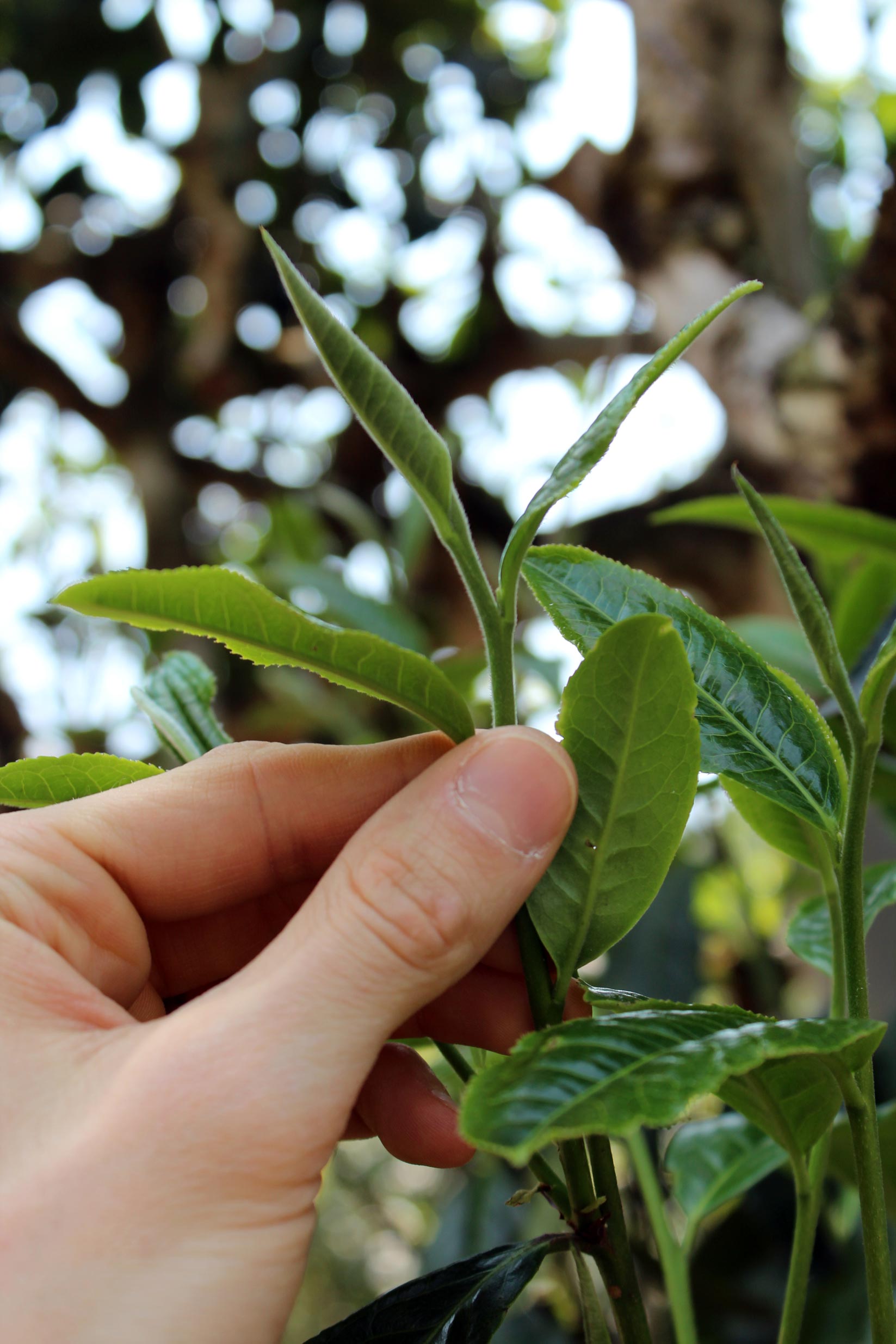 2025 Štúdie Horkosti: Banzhang Mengnan Sheng