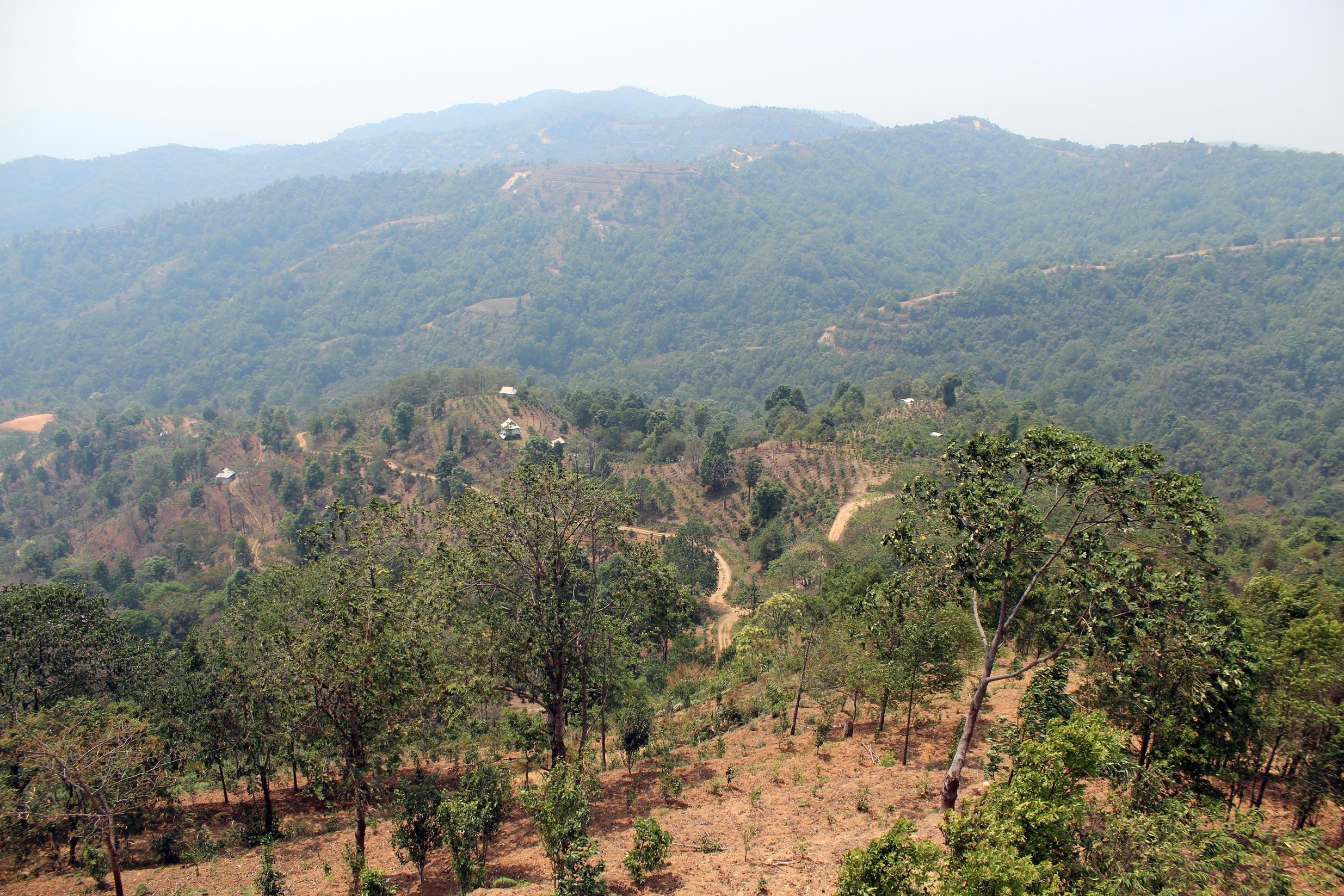 2025 Štúdie Horkosti: Banzhang Mengnan Sheng