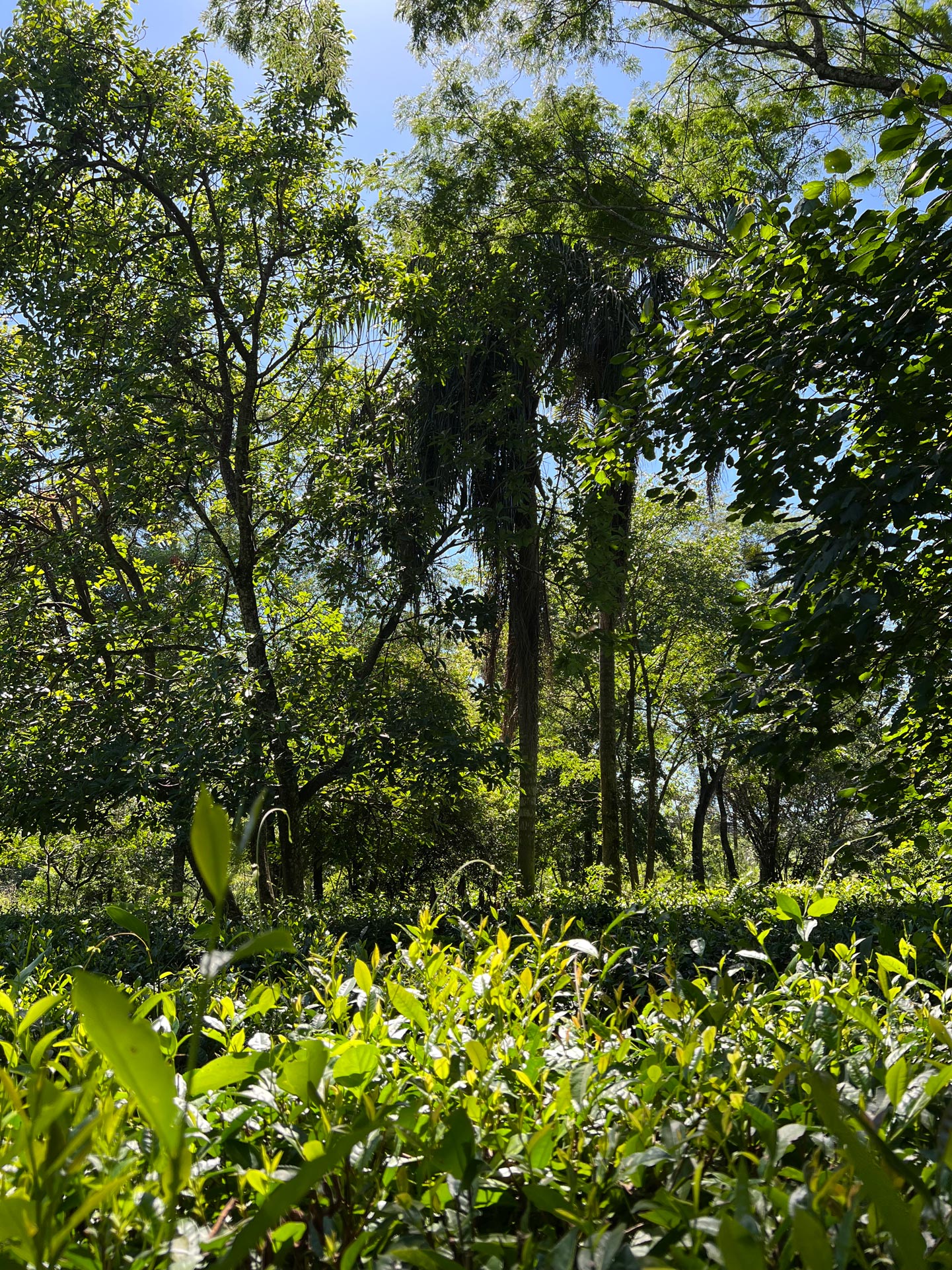 Oberá Argentinian black tea 2026