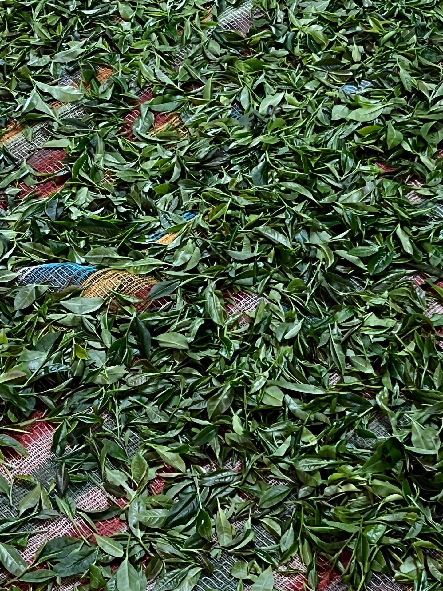Oberá Argentinian black tea 2026