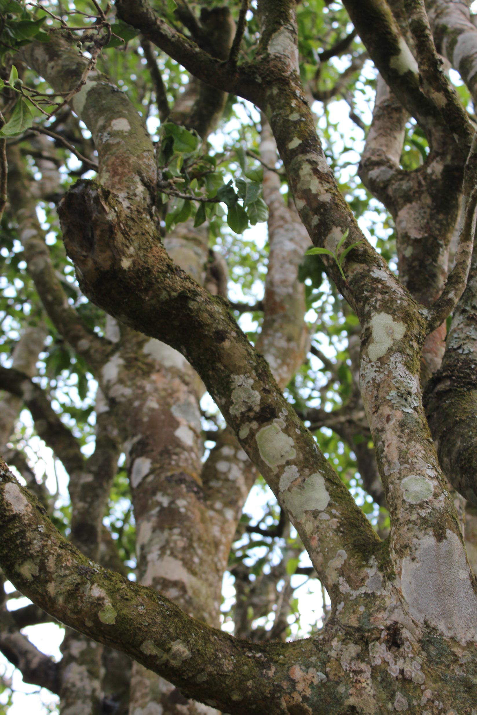 BaiyingShan wild tree white 2026