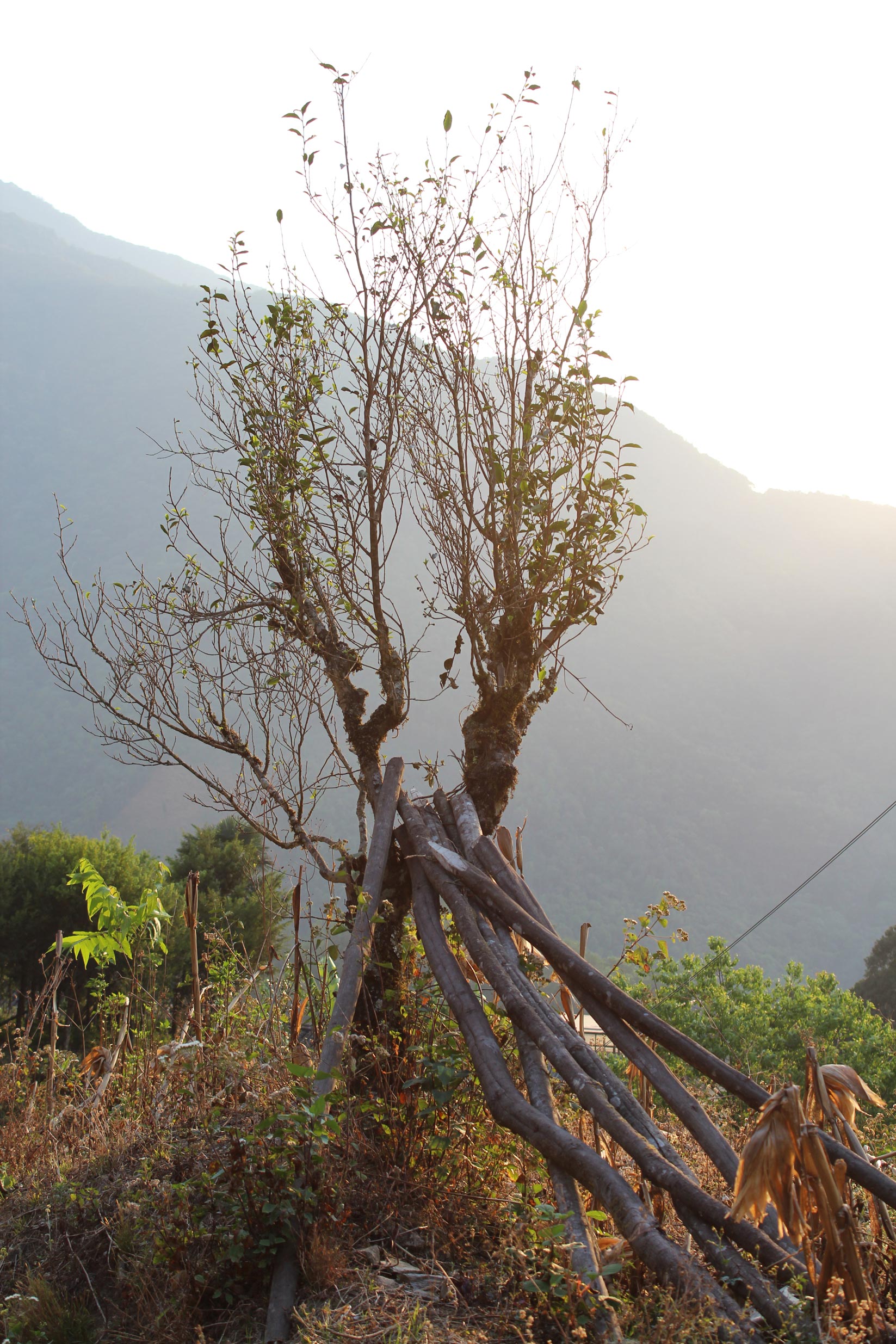Huangcaoba tall tree Dianhong 2026