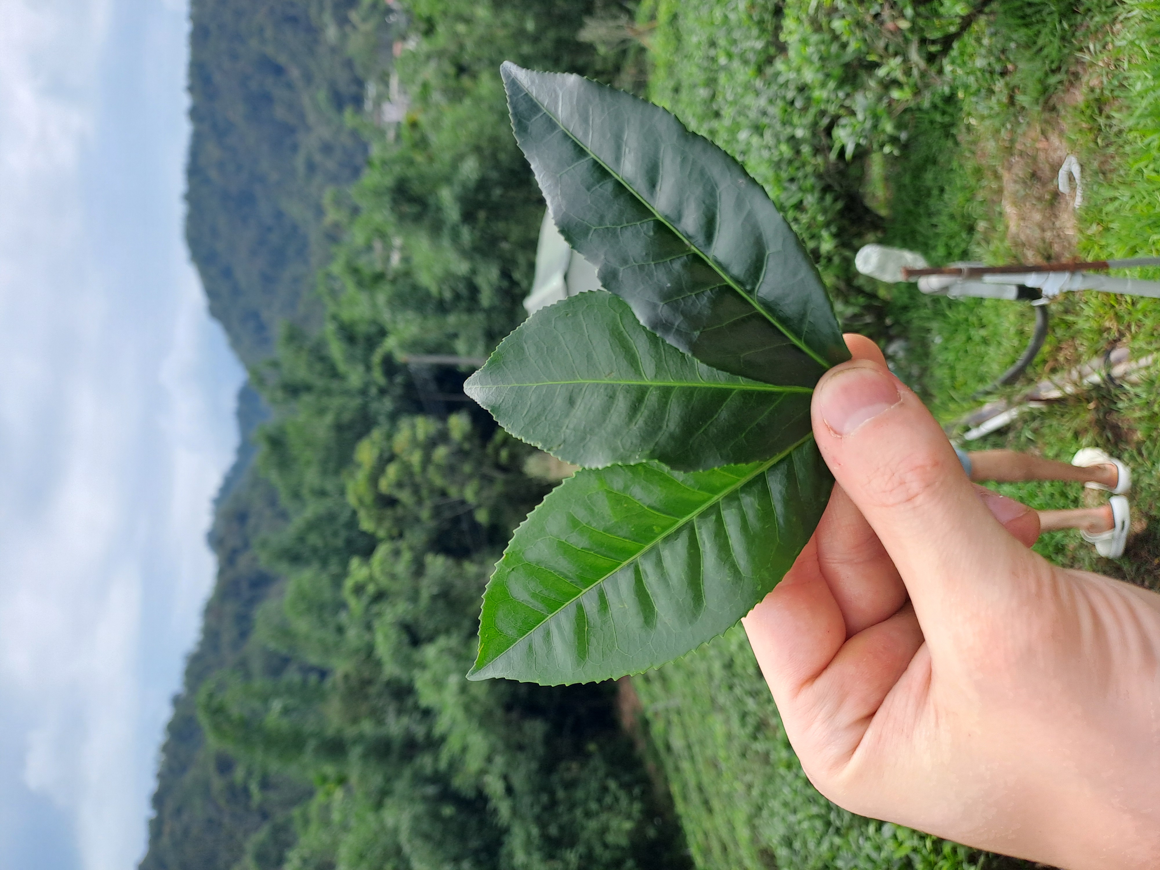 Cesta na Taiwan - História, súčasnosť a trendy červených čajov 2/3 (18.07.)