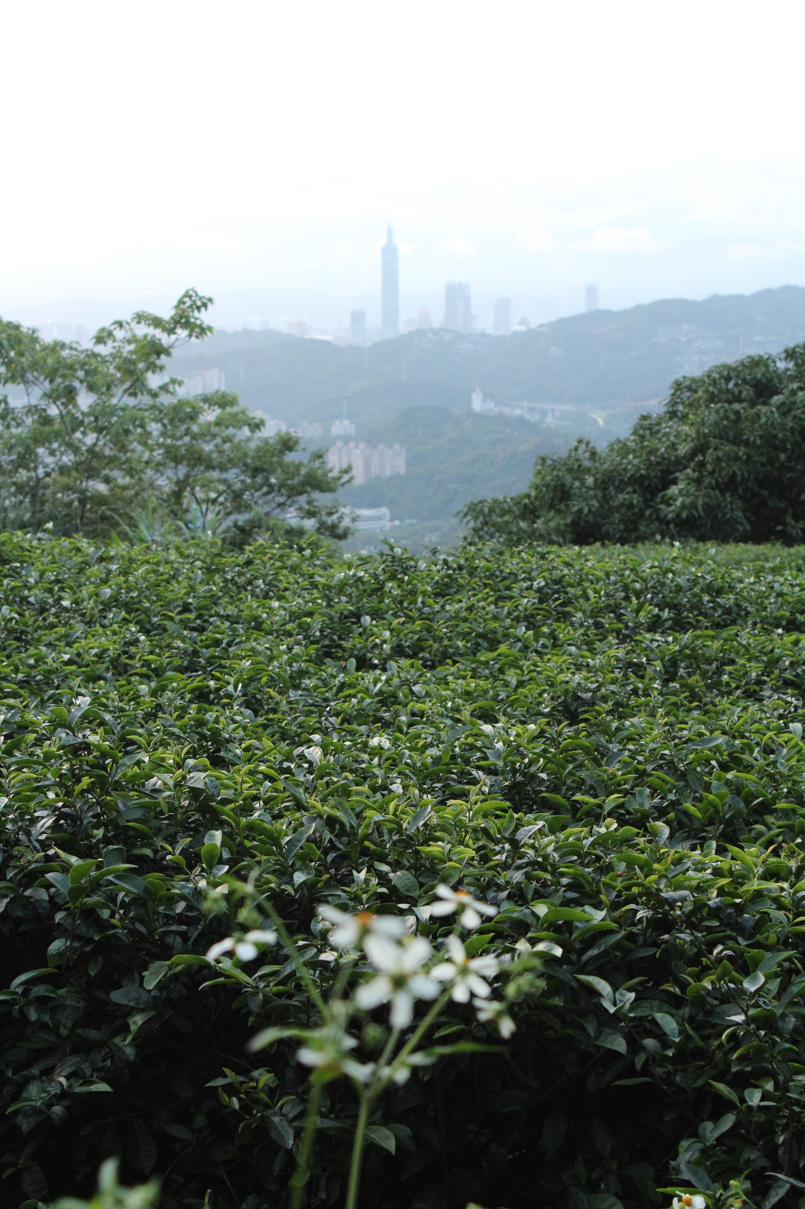 Muzha Tieguanyin 'strong roast' oolong 2026