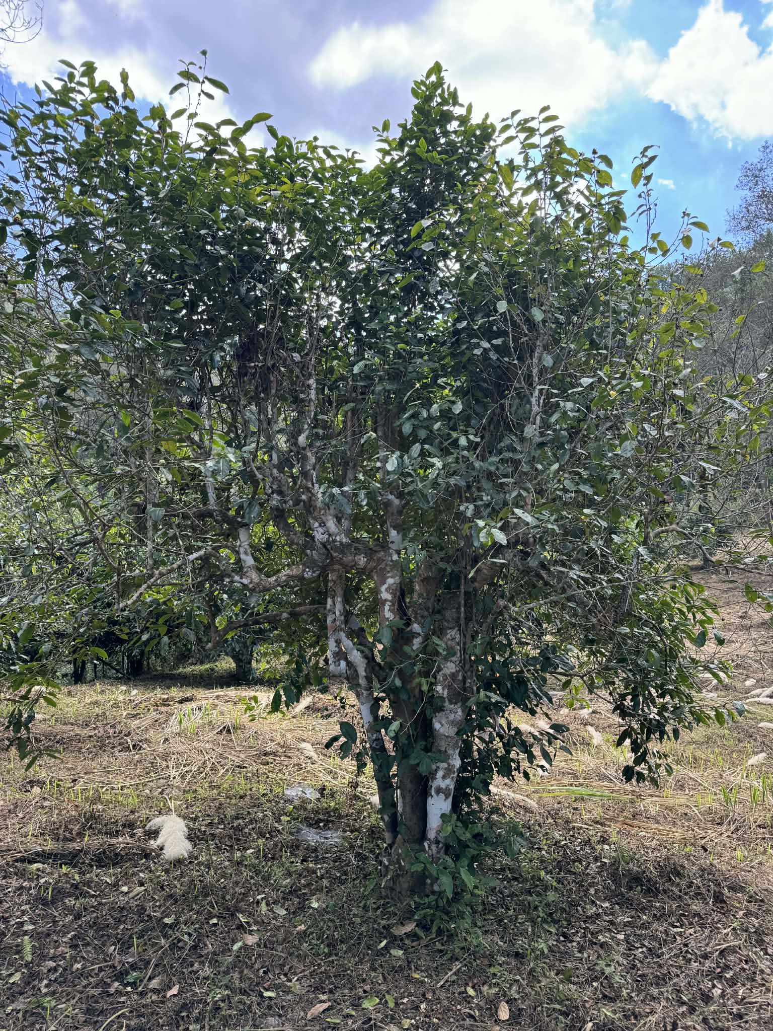 2026 Wawee Old tree Thailand black tea