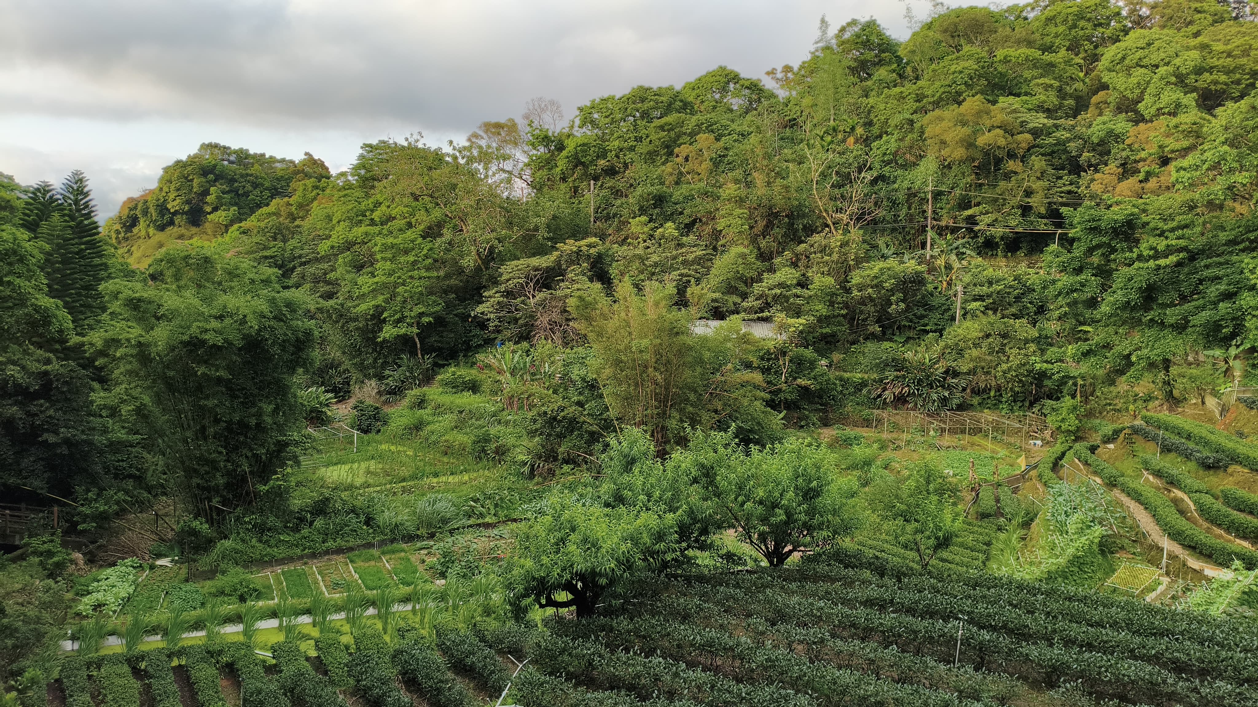 Muzha Tieguanyin 'strong roast' oolong 2026