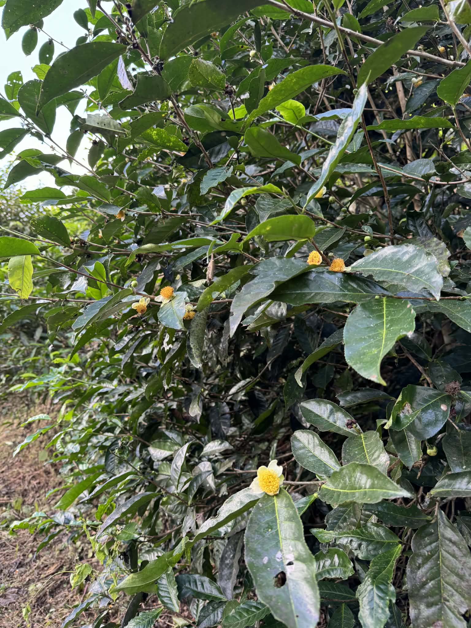 2026 Wawee Old tree Thailand black tea