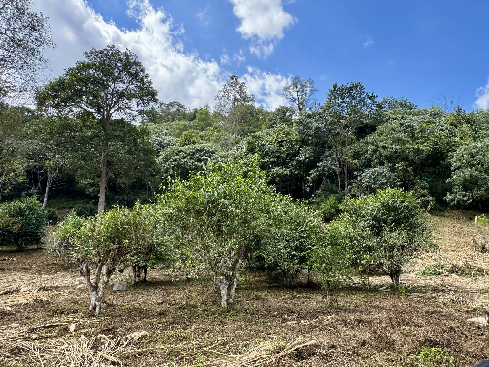 2026 Wawee Old tree Thailand black tea