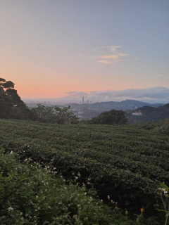 Cesta na Taiwan - Železná Bohyňa Milosrdenstva a GABA čaje 1/3 (27.06.)